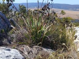 Aristea bakeri fruiting in the Overberg